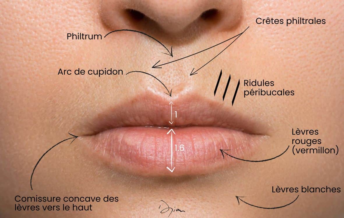 Anatomie simplifiée des lèvres pour expliquer l'injection d'Acide Hyaluronique