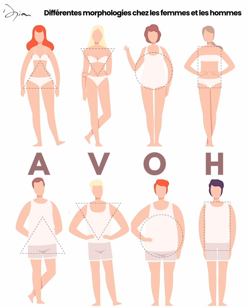 4 Morphologies chez les Femmes et les Hommes