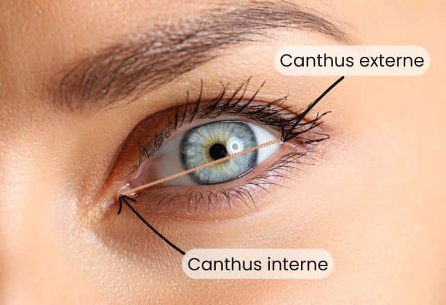 Canthus externe et interne de l'oeil