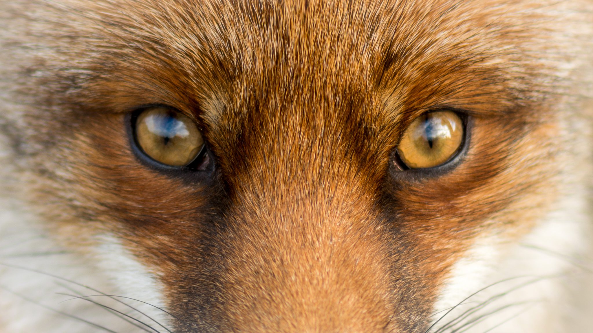 Canthopexie : qu’est le Fox Eye ? Chirurgie ou injections ?
