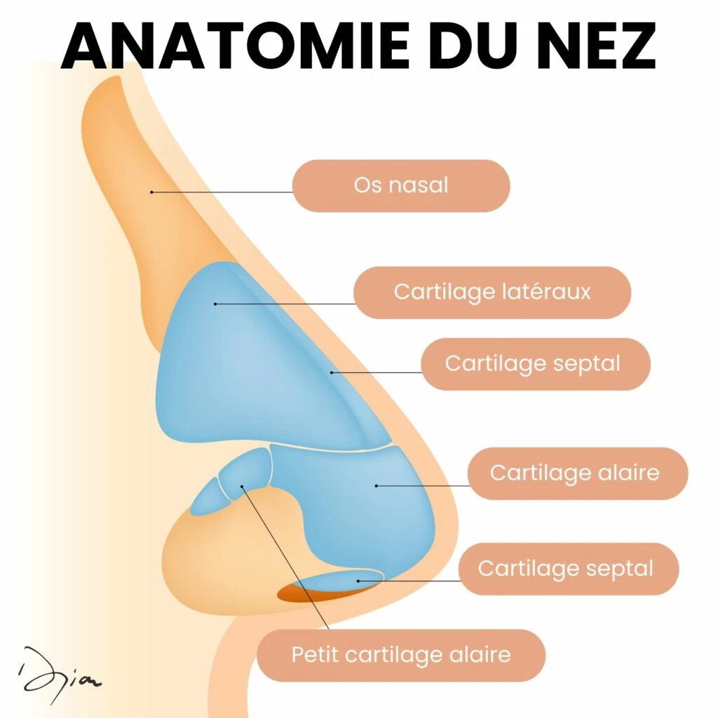 Anatomie du nez