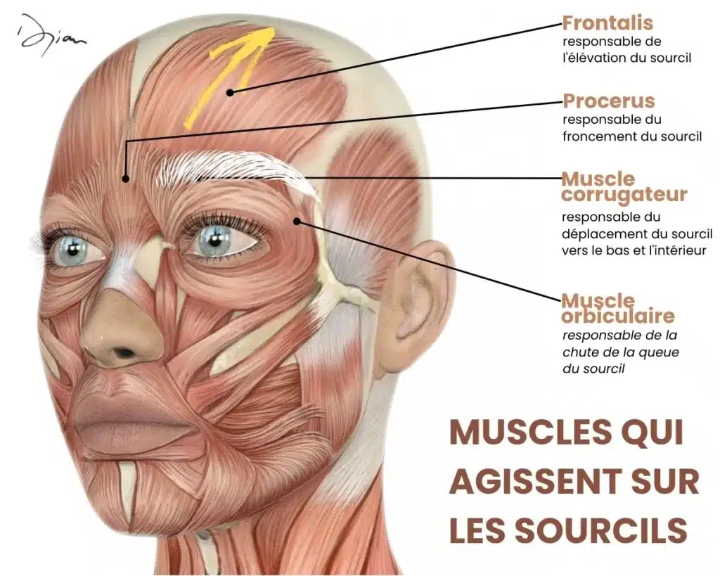 Muscles des sourcils