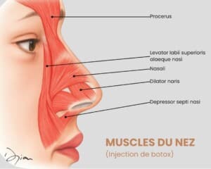 Muscles du nez