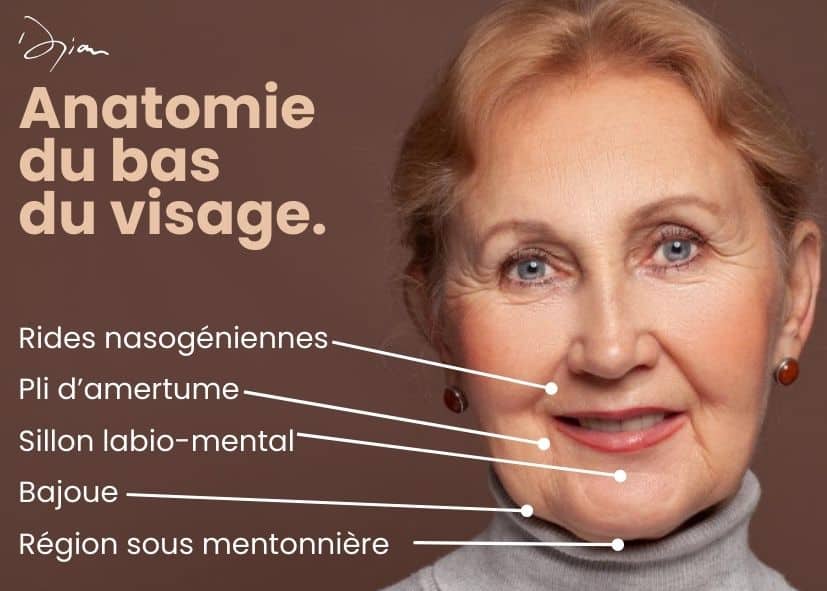 Anatomie du bas du visage