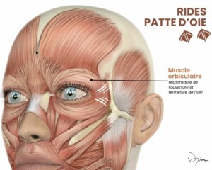 Infographie du muscle orbitale de l'oeil responsable des rides de la patte d'oie