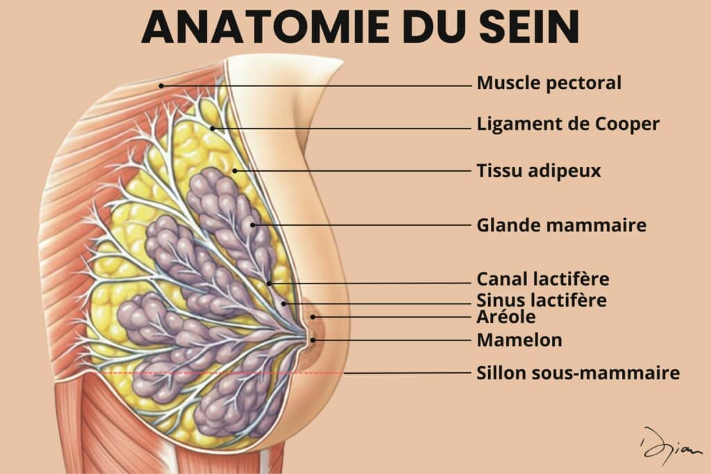anatomie du sein
