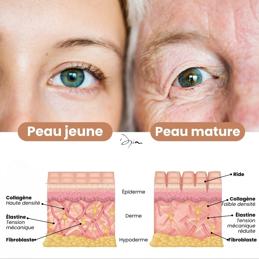 Peau Jeune vs peau mature